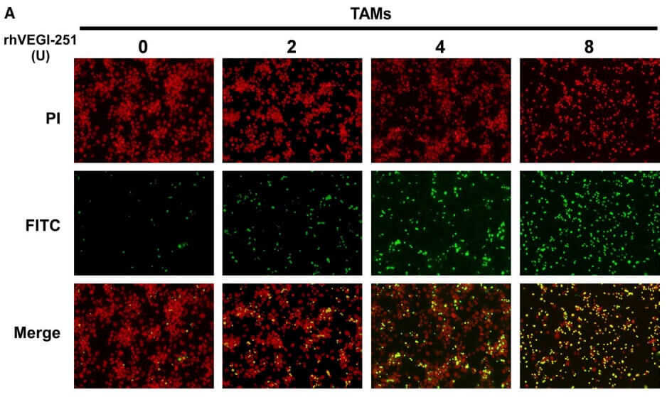 Fig. 1 TUNEL staining images of rhVEGI-251-induced TAM cell apoptosis.