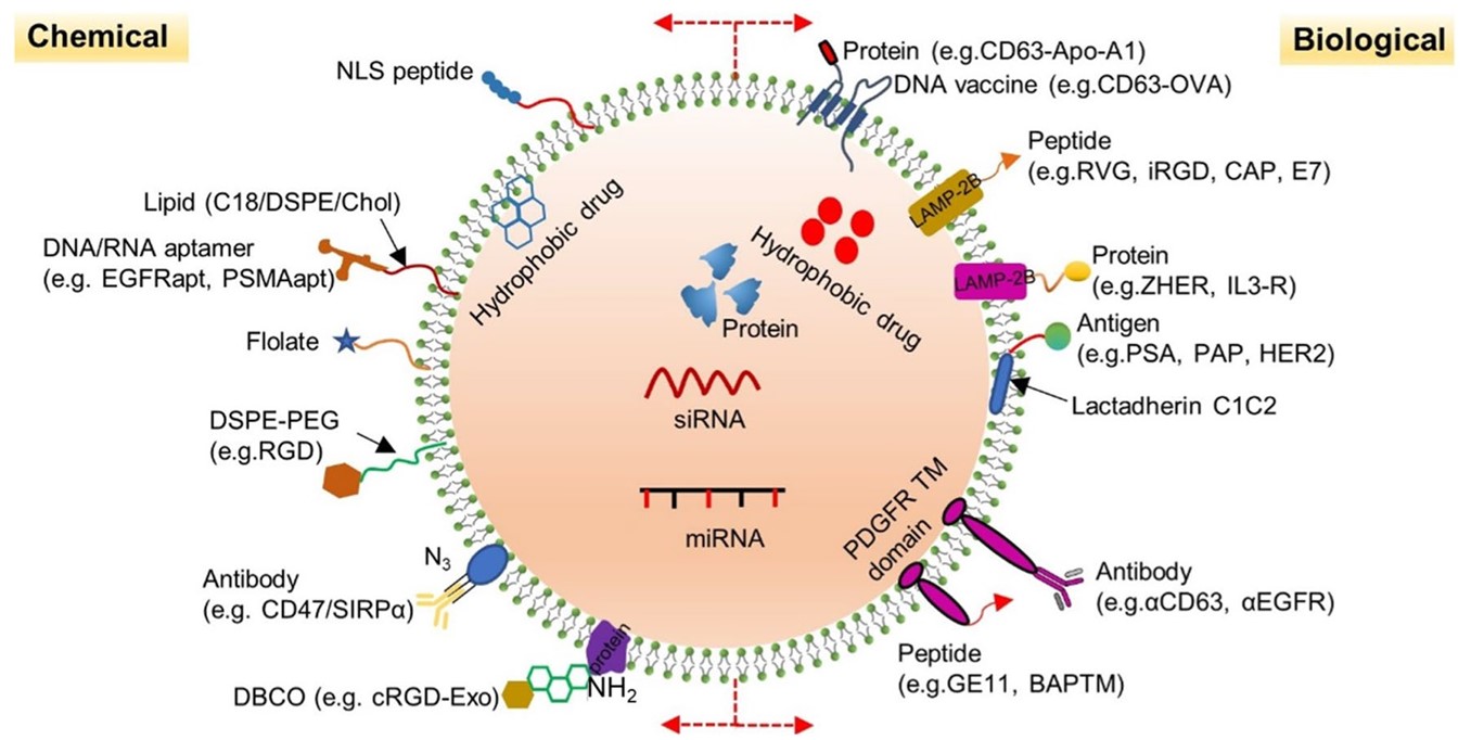 Fig. 1 The strategies of exosome modification. (Zhang, et al., 2022)