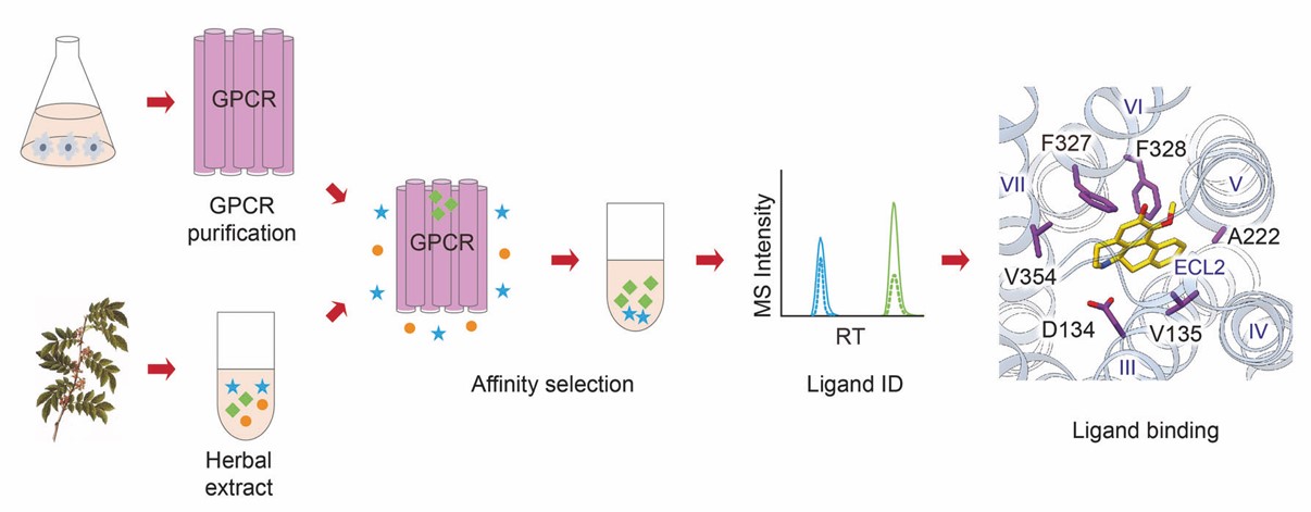 Fig. 1 Affinity MS-based screening workflow. (Yang, et al., 2021)