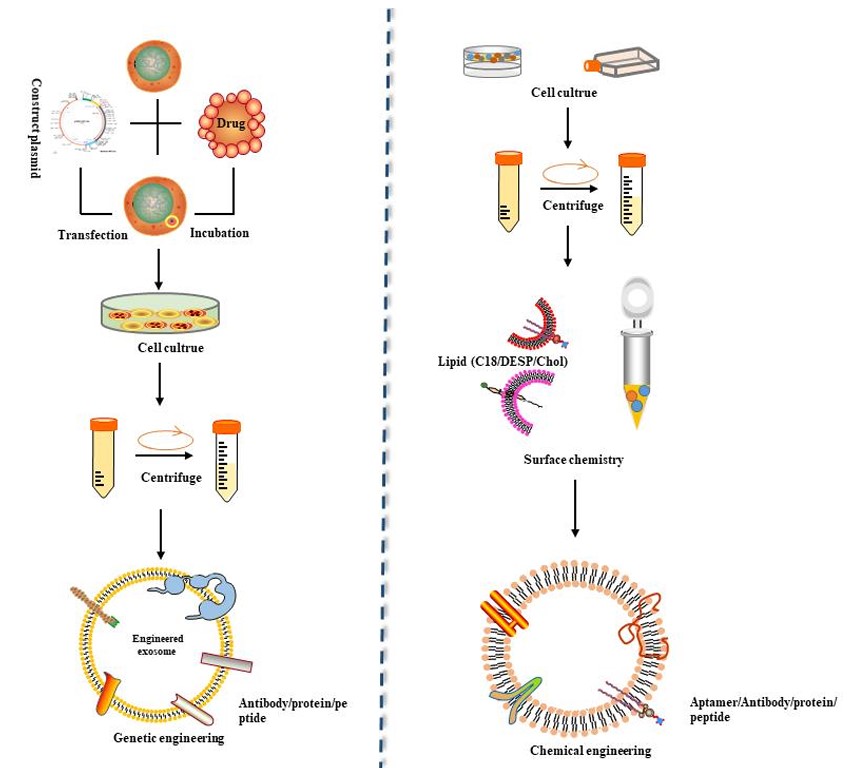 Fig. 1 Approaches for exosomes display-based targeting ligands. (Xie, Qin & Li, 2022)