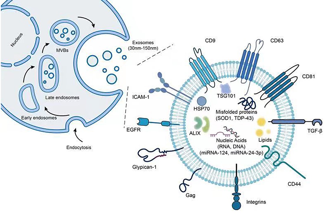 Fig. 1 Illustration of exosome contents. (Chen, et al., 2021)