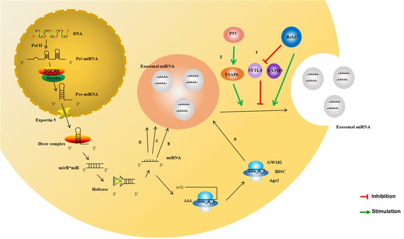 Fig. 1 Exosomal miRNA sorting mechanism. (Sun, et al., 2018)