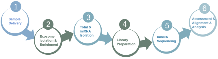 Fig. 3 Service workflow. (Creative Biolabs Original)