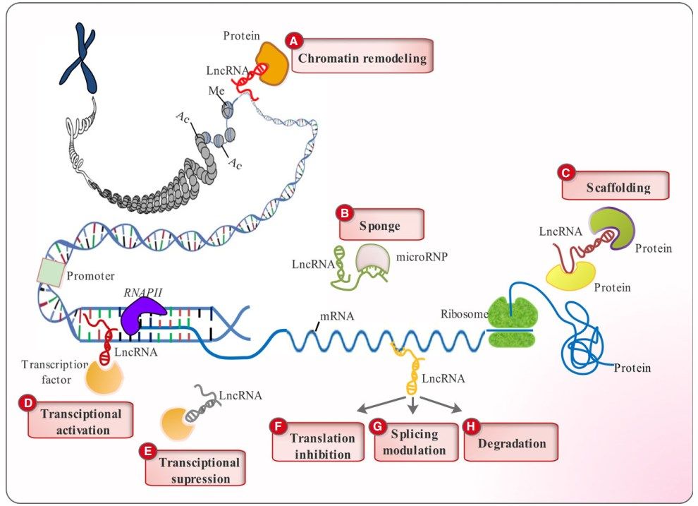 Fig. 1 LncRNA function classification. (Salehi, et al., 2017)