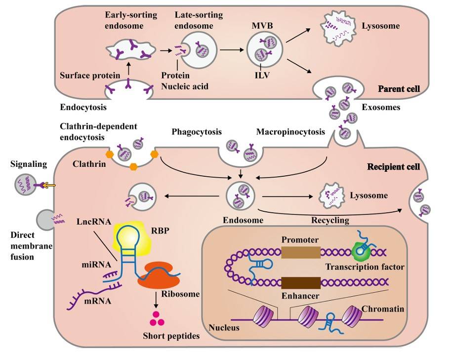 Fig. 2 The mechanism for the production and release of exosomal lncRNAs. (Han, et al., 2021)