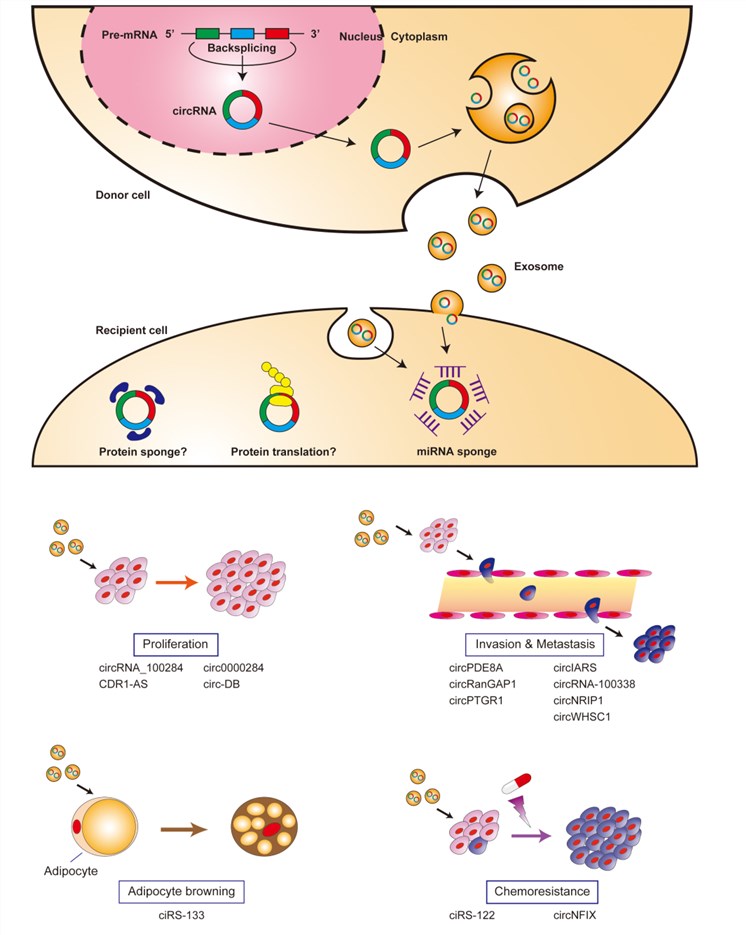 Fig.1 Exosome circRNA functions. (Seimiya, et al., 2020)