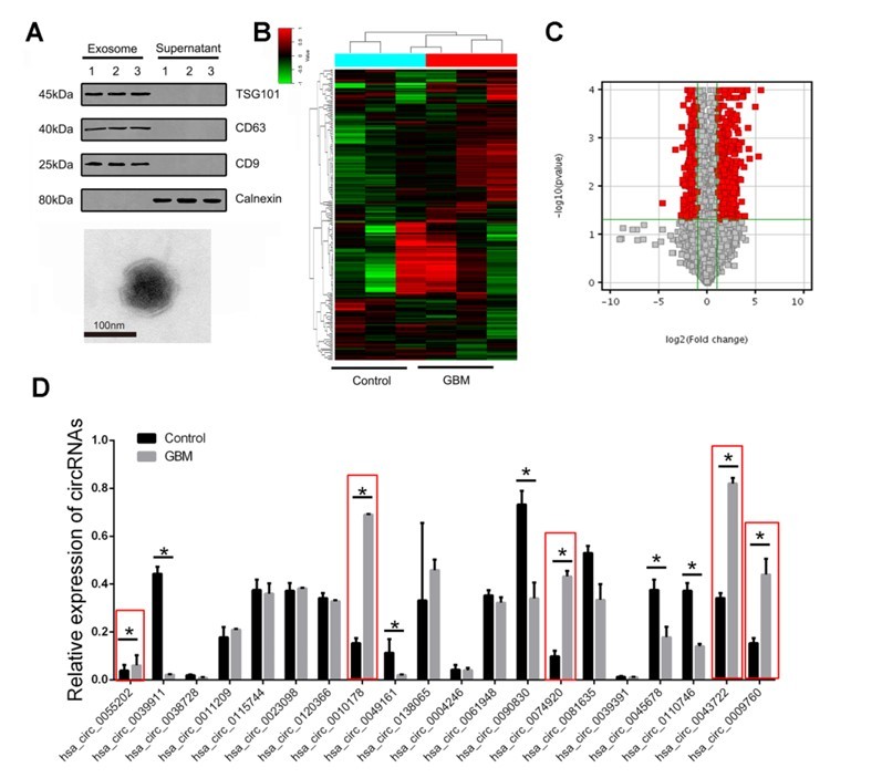 Fig.2 The exosome circRNA expression landscape. (Xia & Xuhui, 2021)