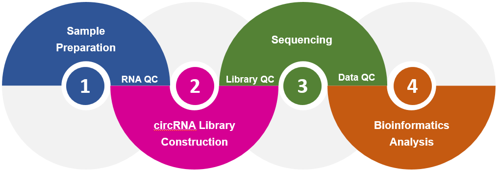 Fig.3 Service workflow . (Creative Biolabs Original)