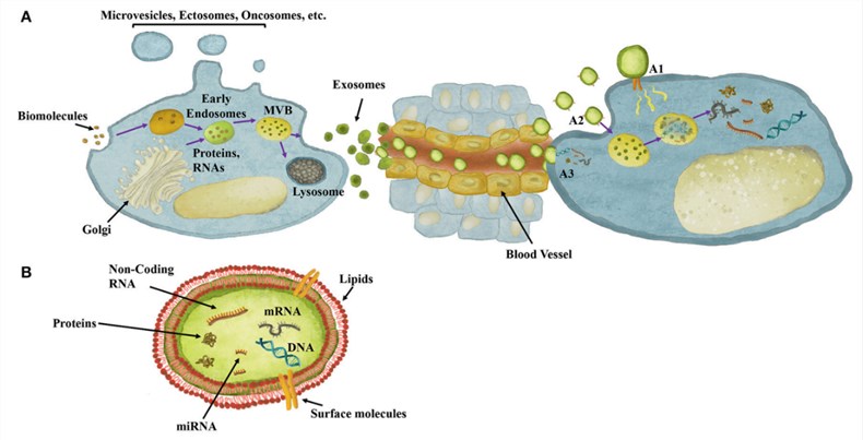 Fig.1 Exosome biogenesis. (Maia, et al., 2018)