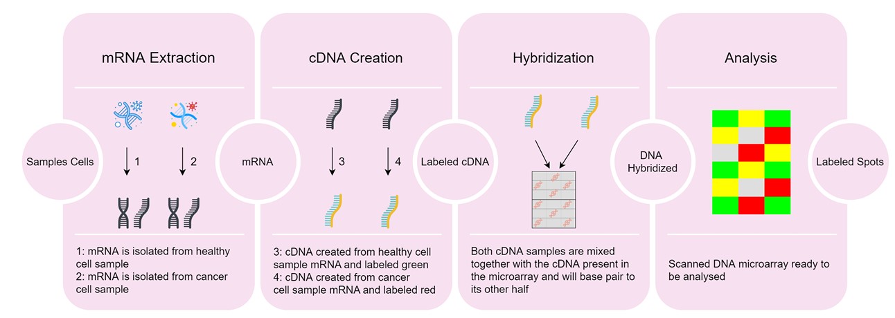 Fig. 1 DNA microarray overview. (Nogueira, Artur & Mário, 2023)