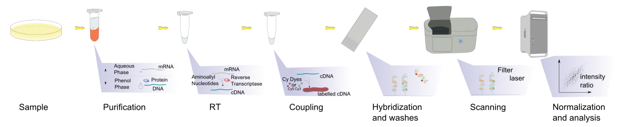 Fig.2 Exosomal mRNA microarray. (By Squidonius, Public domain, https://en.m.wikipedia.org/wiki/Microarray_analysis_techniques#/media/File%3AMicroarray_exp_horizontal.svg)