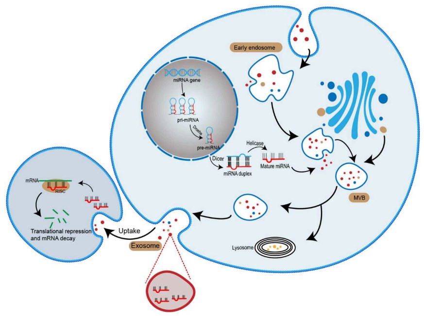 Fig.1 Transport and action of exosomal miRNA. (Guo, et al., 2020)