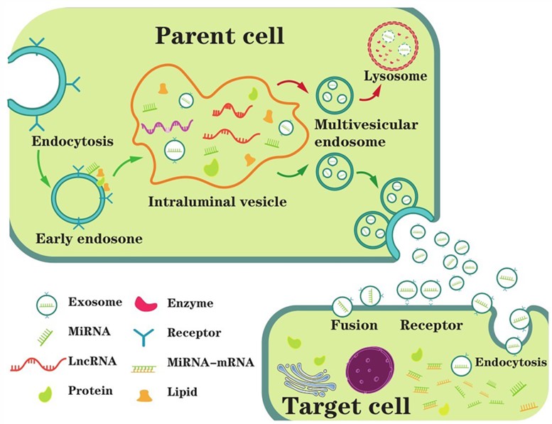 Fig. 1 Exosome overview. (Wang, et al., 2022)