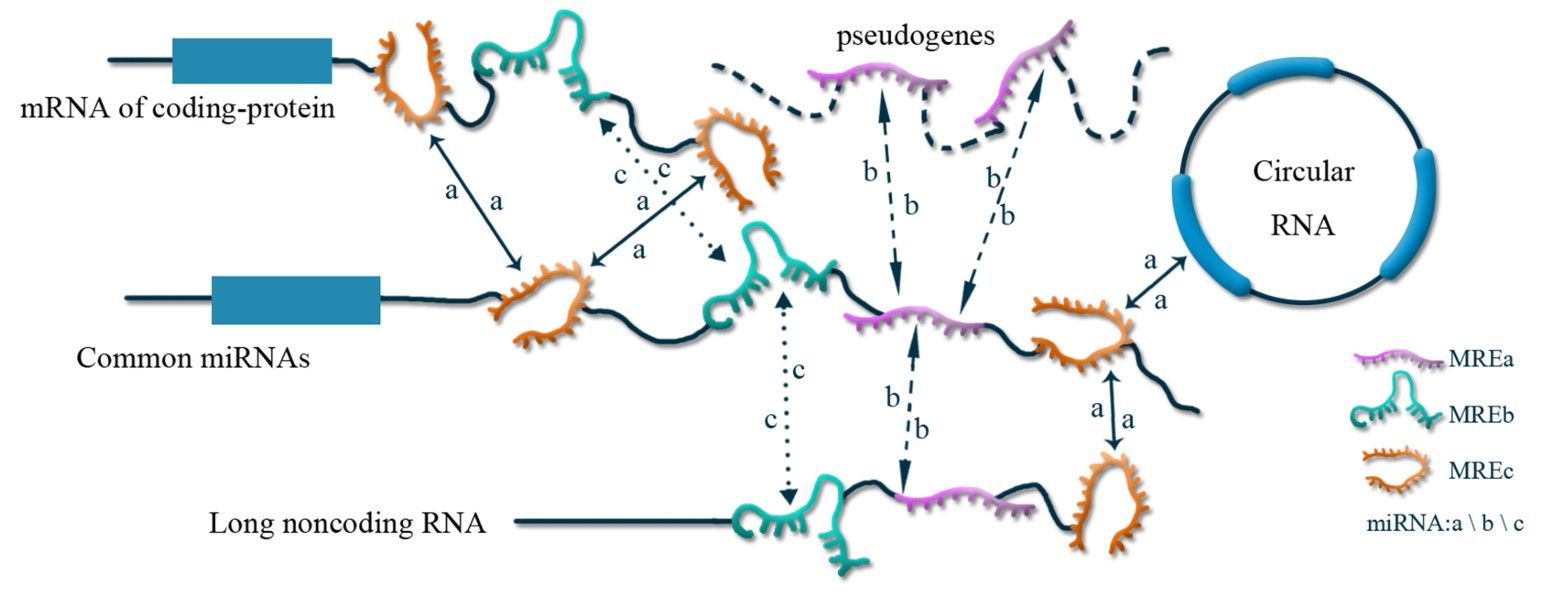 Fig.1 The exosomal ceRNA mechanism. (Mao, et al., 2022)