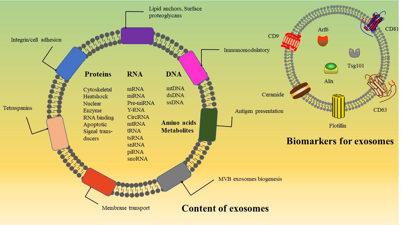 Fig.1 Exosome composition. (Xie, et al., 2022)