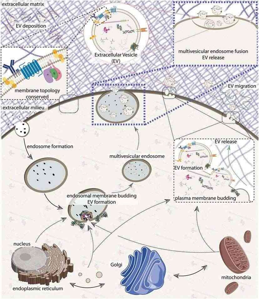 Fig.1 EV biogenesis model. (Veziroglu & George, 2020)