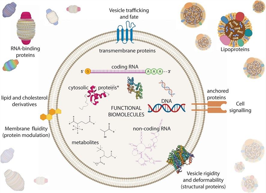 Fig.2 EV contents. (Veziroglu & George, 2020)