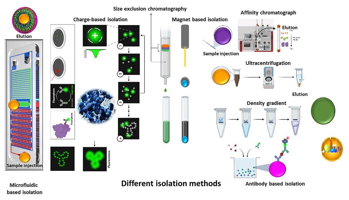 Fig.1 Extracellular isolation and purification methods. (Akbar, et al., 2022)