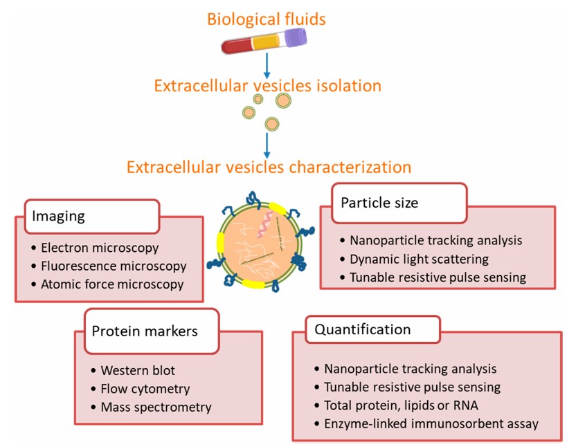 Fig. 1 Approached for extracellular vesicles characterization from biological fluids. (Sandúa & Álvaro, 2021)