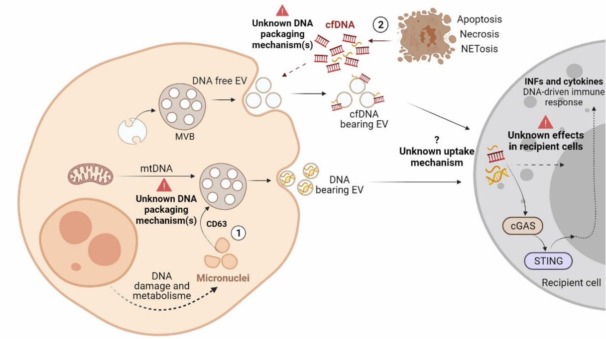 Fig.1 EV-DNA origin. (Ghanam, et al., 2022)