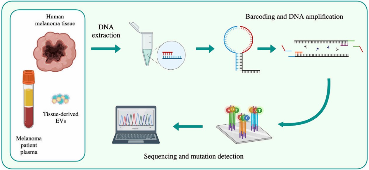 Fig.2 DNA sequencing workflow. (Crescitelli, et al., 2022)