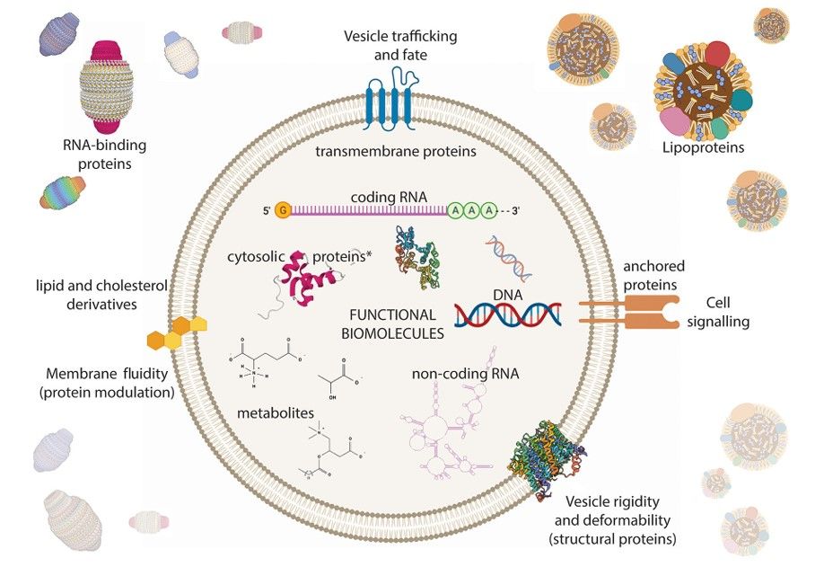 Fig.1 EV from biological solutions. (Veziroglu & George, 2020)