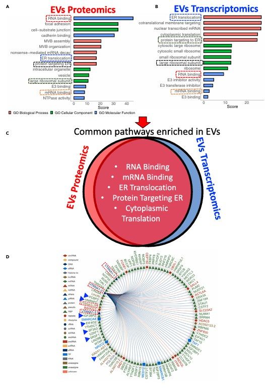 Fig.1 EV proteo-transcriptomic profiling. (Chen, et al., 2022)