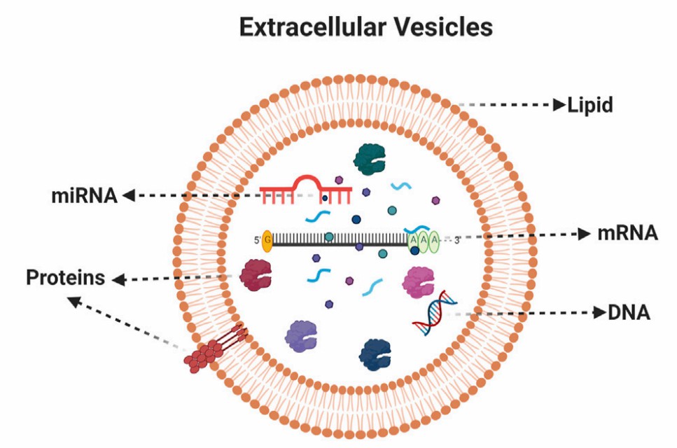 Fig.1 EV Composition. (Gangadaran, et al., 2022)