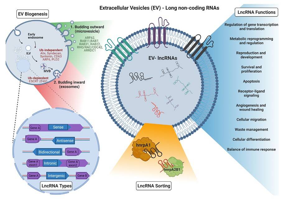 Fig. 1 LncRNAs in EV. (Spanos, et al., 2023)