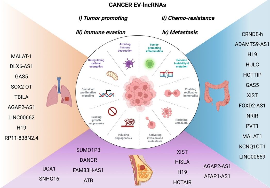 Fig. 2 EV lncRNAs involves in cancer. (Spanos, et al., 2023)