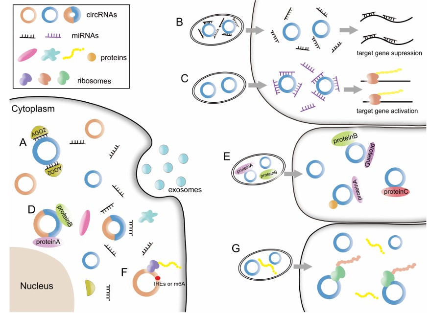 Fig. 1 circRNA functions. (Xu, et al., 2020)