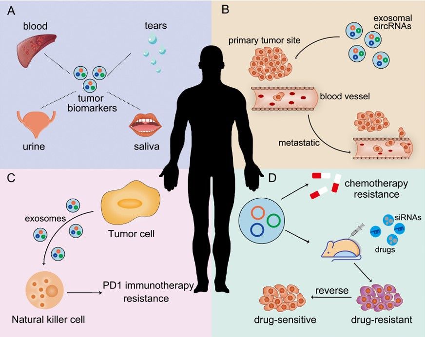 Fig. 3 Exosomal circRNA applications. (Xu, et al., 2020)