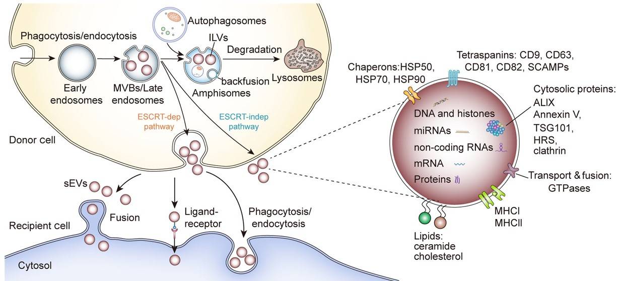 Fig.1 sEV overview. (Gao, et al., 2021)