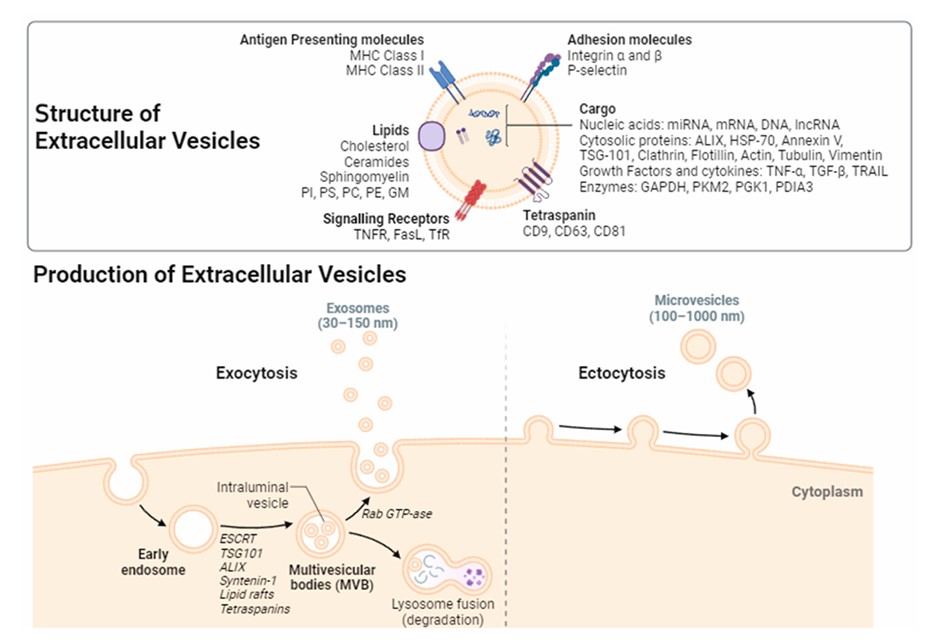 Fig. 1 Biogenesis of EVs. (Cabrera-Pastor, 2024)