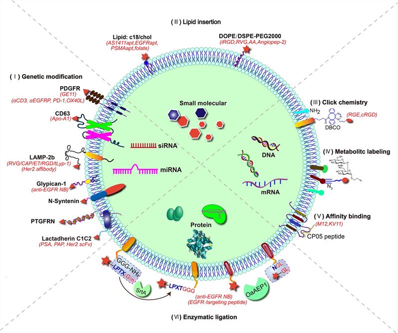 Summary of EV membrane modification. (Liu, et al., 2023)