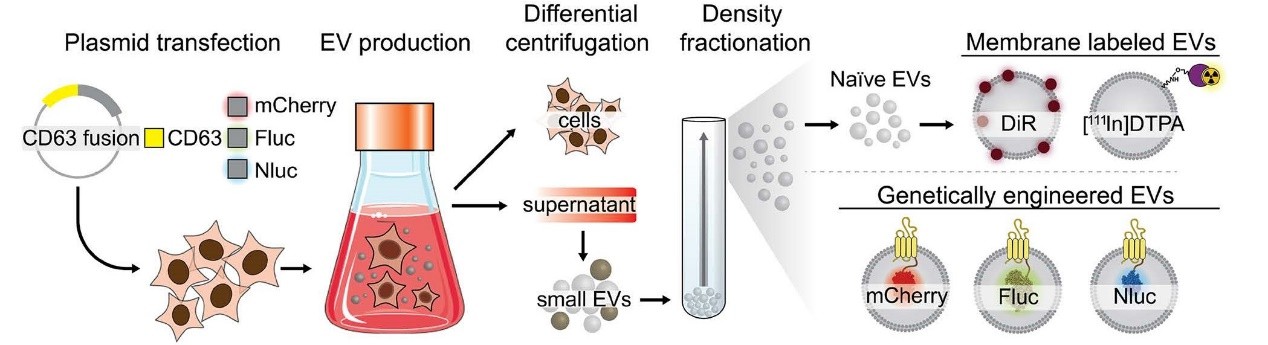 Production process of the membrane-labeled and engineered EVs. (Lázaro-Ibáñez, et al., 2021)