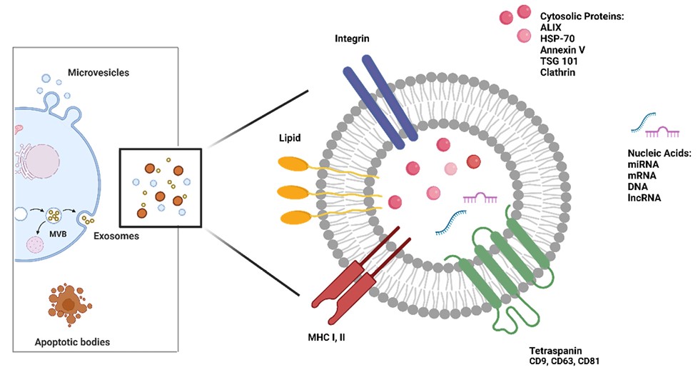 Fig.1 EV contents. (Mastrolia, et al., 2023)