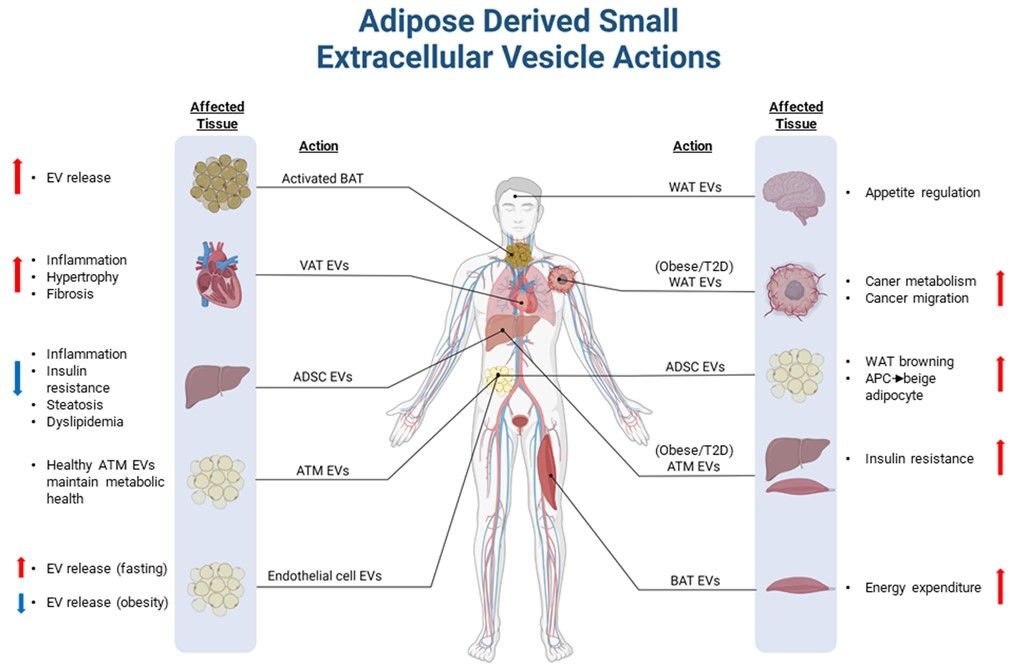 Fig.1 Adipose-derived sEVs. (Bond, Anna, & Brian, 2022)