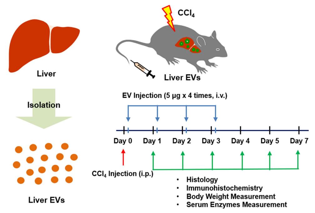 Fig.1 Liver exosomes hasten the healing of hepatic necrosis. (Lee, et al., 2021)