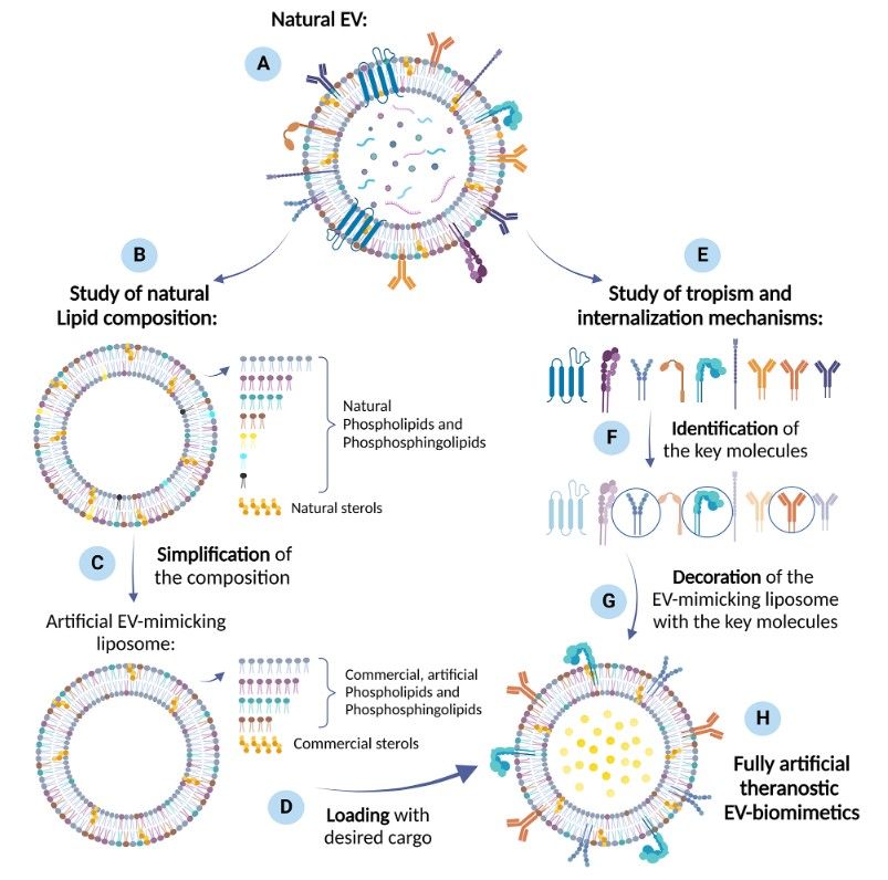Fig. 1 EV biomimetics development method. (Rosso & Valentina, 2019)