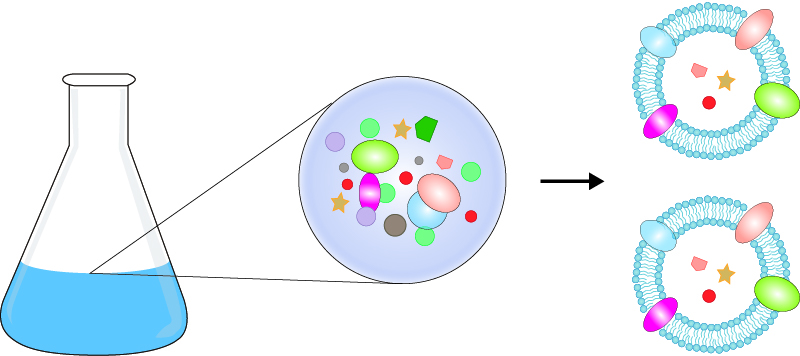 Development of LipidSync Exosomes. (Creative Biolabs Original)