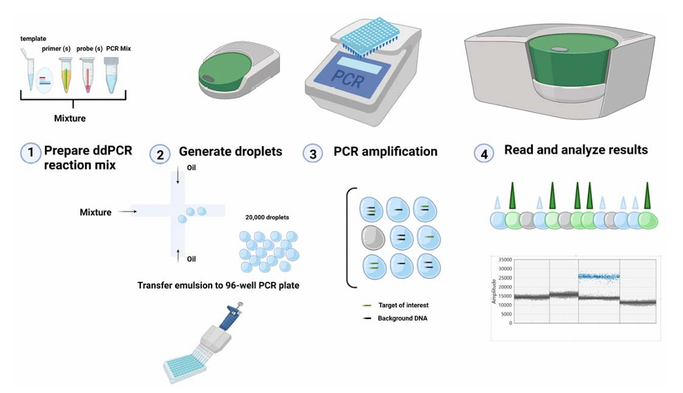 Fig. 1 ddPCR assay. (Lambrescu, et al., 2022)