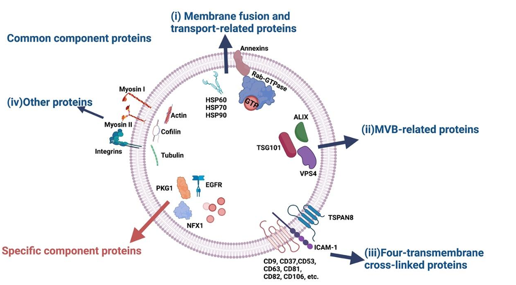 Fig.1 Common and specific exosomal proteins. (Li, et al., 2023)