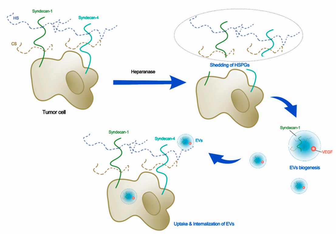 Fig. 1 Functions of glycocalyx in EVs. (Zeng, et al., 2022)