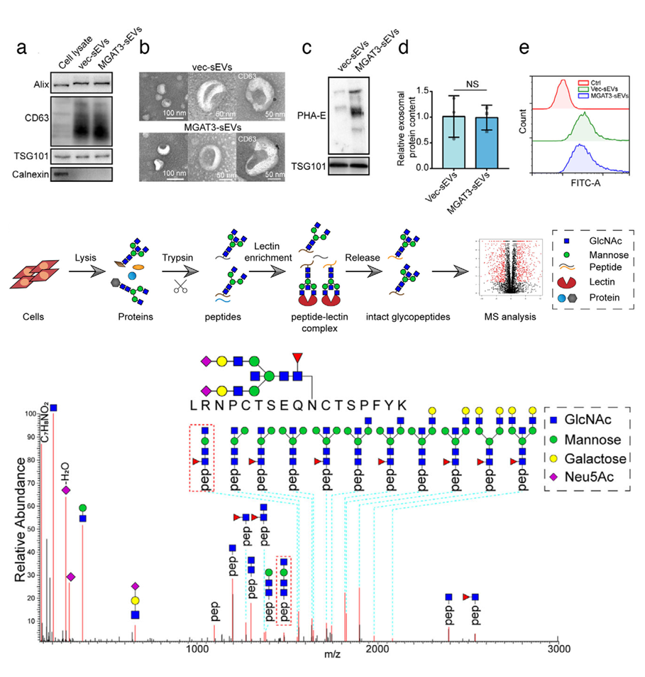 Fig. 1 Identification of integrin β1 with the chip. (Tan, et al., 2020)