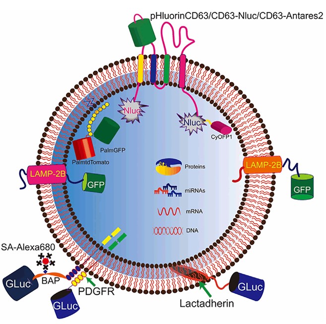 Fig. 1 Genetic approaches for labeling. (Liu, et al., 2022)