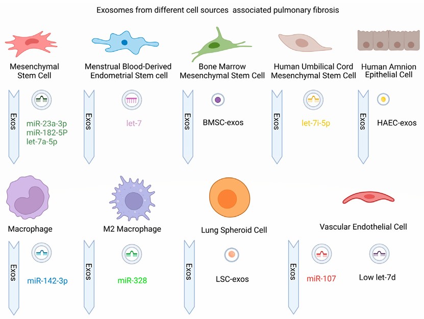 Fig. 1 Exosomes from cell sources associated pulmonary fibrosis. (Yang, et al., 2022)