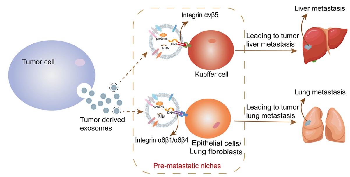 Fig. 2 Exosomal integrins facilitate lung targeting. (He, et al., 2022)