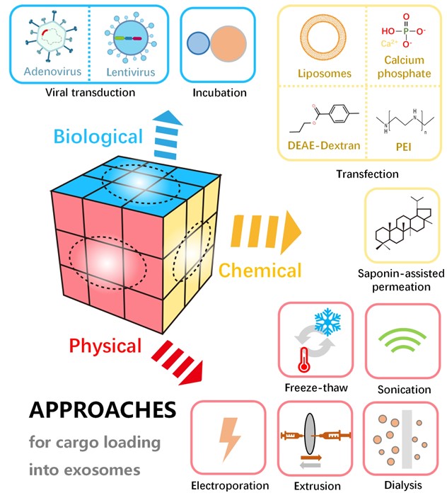 Fig. 1 Exosome cargo loading strategies. (Chen, et al., 2021)