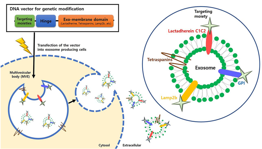 Fig. 2 Approaches for exosome targeting. (Choi, 2021)